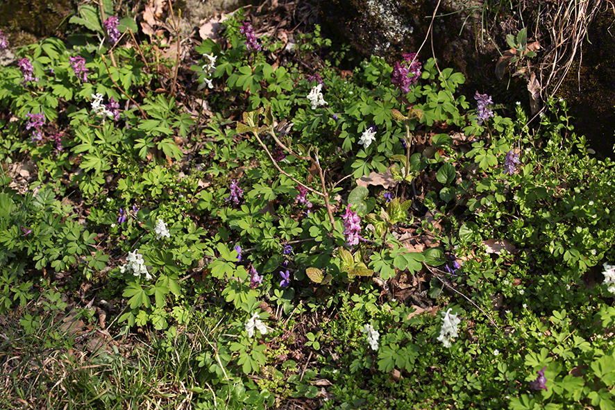 Hohler Lerchensporn